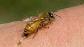 Složení včelí jed: výhody a poškození apitoxinu